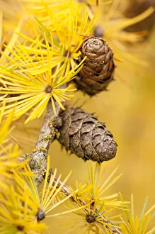 Larch {Larix deciduas} yellow needles and cones in autumn, Donisthorpe, The National Forest Larch {Larix deciduas} yellow needles and cones in autumn, Donisthorpe, The National Forest