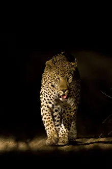 Large adult male Leopard (Panthera pardus) walking through the bush at night, Sabi Large adult male Leopard (Panthera pardus) walking through the bush at night, Sabi