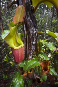 Large aerial pitchers of natural hybrid Pitcher Plant (Nepenthes stenophylla x Nepenthes Large aerial pitchers of natural hybrid Pitcher Plant (Nepenthes stenophylla x Nepenthes