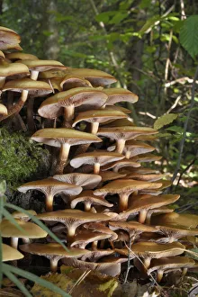 Large clump of Honey fungus (Armillaria mellea) growing on a treestump in deciduous Large clump of Honey fungus (Armillaria mellea) growing on a treestump in deciduous
