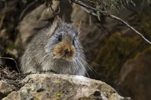 2019 june highlights/large eared pika ochotona macrotis serxu county 2019 june highlights/large eared pika ochotona macrotis serxu county