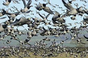 Large flock of Barnacle geese (Branta leucopsis) taking off from grazing marshes Large flock of Barnacle geese (Branta leucopsis) taking off from grazing marshes