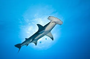 A large Great hammerhead shark (Sphyrna mokarran), about 4m in length, cruises overhead A large Great hammerhead shark (Sphyrna mokarran), about 4m in length, cruises overhead