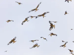 Large group of Red kites (Milvus milvus) in flight waiting to be fed at Gigrin Farm Large group of Red kites (Milvus milvus) in flight waiting to be fed at Gigrin Farm