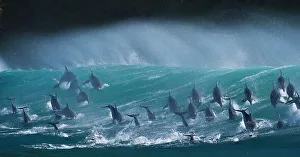 Large pod of Bottlenose dolphins (Tursiops truncatus) porpoising over waves during Large pod of Bottlenose dolphins (Tursiops truncatus) porpoising over waves during