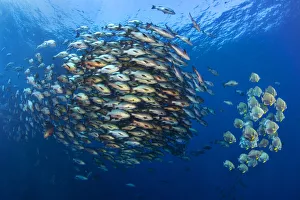 Large school of Bohar snappers (Lutjanus bohar) gather with smaller shoal of Batfish Large school of Bohar snappers (Lutjanus bohar) gather with smaller shoal of Batfish