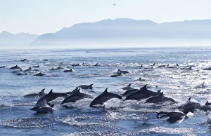 Large school of Common dolphins feed on Sardines, False Bay, W Cape, S Africa {Delphinus Large school of Common dolphins feed on Sardines, False Bay, W Cape, S Africa {Delphinus