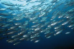 Large shoal of Horse mackerel (Megalaspis cordyla) schooling. Rinca, Komodo National Park Large shoal of Horse mackerel (Megalaspis cordyla) schooling. Rinca, Komodo National Park