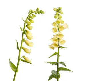 Two Large yellow foxgloves (Digitalis lutea) in flower, digital composite, Fliess Two Large yellow foxgloves (Digitalis lutea) in flower, digital composite, Fliess