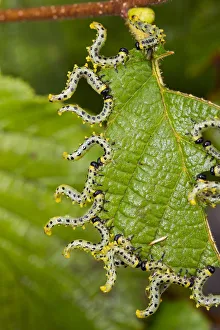 Larvae of Birch sawfly (Craesus septentrionalis) in alarm position, Upper Bavaria, Germany Larvae of Birch sawfly (Craesus septentrionalis) in alarm position, Upper Bavaria, Germany