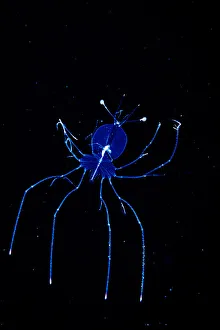 A larval stage slipper lobster (Scyllaridae) photographed in the Sargasso Sea A larval stage slipper lobster (Scyllaridae) photographed in the Sargasso Sea