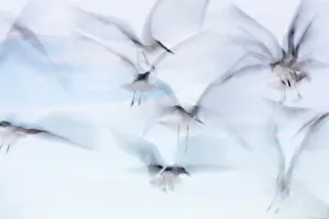 Laughing Gull (Larus atricilla) flock in flight, Sisal, Yucatan Peninsula, Mexico Laughing Gull (Larus atricilla) flock in flight, Sisal, Yucatan Peninsula, Mexico