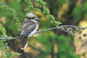 Laughing kookaburra (Dacelo novaeguineae) Tasmania, Australia Laughing kookaburra (Dacelo novaeguineae) Tasmania, Australia