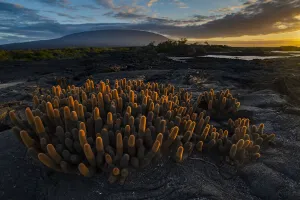 Lava cactus (Brachycereus nesioticus) growing on bare lava, Fernandina Island, Galapagos Lava cactus (Brachycereus nesioticus) growing on bare lava, Fernandina Island, Galapagos