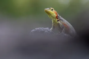 Lava Lizard (Microlophus indefatigabilis) female on a rock. Santa Cruz, Galapagos Islands Lava Lizard (Microlophus indefatigabilis) female on a rock. Santa Cruz, Galapagos Islands
