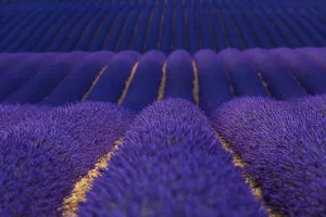 Lavender (Lavandula angustifolia) fields, Valensole Plateau, Alpes Haute Provence Lavender (Lavandula angustifolia) fields, Valensole Plateau, Alpes Haute Provence