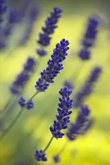 Popular themes/abstract/lavender lavandula angustifolia growing Popular themes/abstract/lavender lavandula angustifolia growing