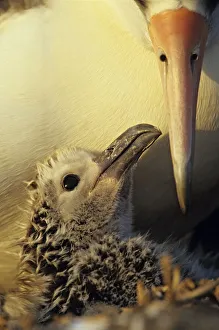 Laysan albatross (Phoebastria immutabilis) chick in the nest Laysan albatross (Phoebastria immutabilis) chick in the nest