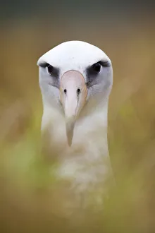 Laysan Albatross (Phoebastria immutabilis) in nest, Clarion Island, Revillagigedo Laysan Albatross (Phoebastria immutabilis) in nest, Clarion Island, Revillagigedo