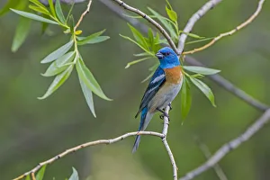Lazuli Bunting (Passerina amoena) perched, Grand Teton National Park, Wyoming, USA, June Lazuli Bunting (Passerina amoena) perched, Grand Teton National Park, Wyoming, USA, June