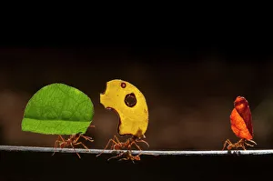 Popular themes/weird ugly creatures/leaf cutter ants atta cephalotes Popular themes/weird ugly creatures/leaf cutter ants atta cephalotes