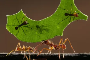 Leaf cutter ants (Atta sp) carrying piece of leaf, Costa Rica Leaf cutter ants (Atta sp) carrying piece of leaf, Costa Rica