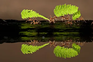 Leaf cutter ants (Atta sp) carrying pieces of fern, reflected in water, Costa Rica Leaf cutter ants (Atta sp) carrying pieces of fern, reflected in water, Costa Rica