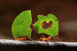 Leaf cutter ants (Atta sp) carrying plant matter, Costa Rica Leaf cutter ants (Atta sp) carrying plant matter, Costa Rica