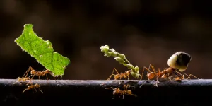 Leaf cutter ants (Atta sp) carrying plant matter, Costa Rica Leaf cutter ants (Atta sp) carrying plant matter, Costa Rica