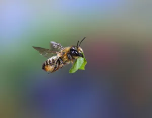 Leaf-cutting bee (Megachile species) carrying leaf section. Surrey, England, UK, July Leaf-cutting bee (Megachile species) carrying leaf section. Surrey, England, UK, July