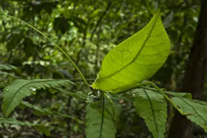 Leaf katydid (Cycloptera speculata) camouflaged on leaf, Yasuni National Park, Amazon Rainforest Leaf katydid (Cycloptera speculata) camouflaged on leaf, Yasuni National Park, Amazon Rainforest