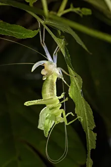 Leaf mimic bush cricket or katydid (unknown species, family Tettigoniidae) Leaf mimic bush cricket or katydid (unknown species, family Tettigoniidae)