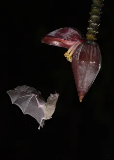 Leaf-nosed bat (Phyllostomidae sp) flying towards Banana (Musa sp) flower to feed Leaf-nosed bat (Phyllostomidae sp) flying towards Banana (Musa sp) flower to feed