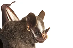 Leaf nosed bat (Stenodermatinae sp.) Iwokrama, Guyana. Meetyourneighbours.net project Leaf nosed bat (Stenodermatinae sp.) Iwokrama, Guyana. Meetyourneighbours.net project