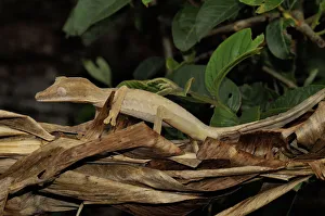 Leaf tailed gecko (Uroplatus fimbriatus) camouflaged on leaf litter, Madagascar Leaf tailed gecko (Uroplatus fimbriatus) camouflaged on leaf litter, Madagascar