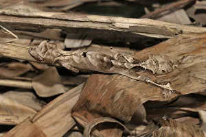 Leaf tailed gecko (Uroplatus phantasticus) concealed in amongst dry leaves, Madagascar Leaf tailed gecko (Uroplatus phantasticus) concealed in amongst dry leaves, Madagascar