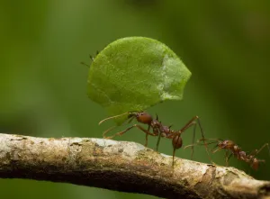 Leafcutter ant (Atta sp) carrying leaf along branch, Amazonian Rainforest, Yavari Valley Leafcutter ant (Atta sp) carrying leaf along branch, Amazonian Rainforest, Yavari Valley