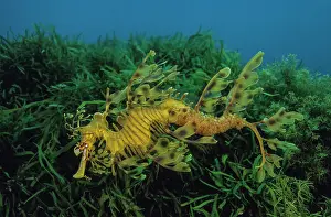 Marine Animal Behaviour Prints: Leafy seadragon (Phycodurus eques) male