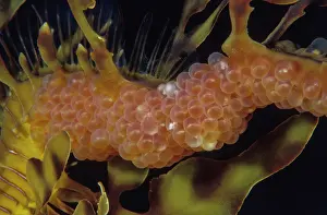 Kangaroo Island Wildlife Prints: Leafy seadragon (Phycodurus eques) male