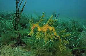 Leafy Seadragon Prints: Leafy seadragon (Phycodurus eques) portrait, Rapid Bay, South Australia, Pacific Ocean