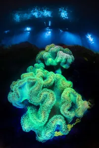 Leather corals (Sarcophyton sp.) fluoresce at night under blue light on a coral reef Leather corals (Sarcophyton sp.) fluoresce at night under blue light on a coral reef