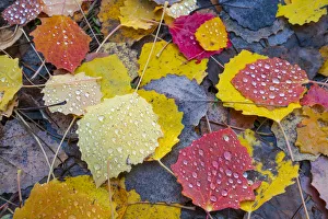 Leaves of a Common aspen tree (Populus tremula) on ground in autumn, Aragon, Spain, November Leaves of a Common aspen tree (Populus tremula) on ground in autumn, Aragon, Spain, November