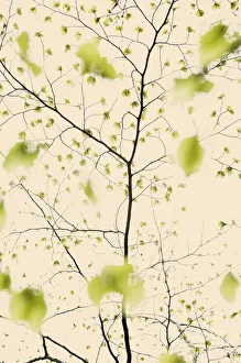 Leaves emerging on European beech tree (Fagus sylvatica) Angus, Scotland, UK. May Leaves emerging on European beech tree (Fagus sylvatica) Angus, Scotland, UK. May