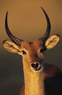 Lechwe male head portrait {Kobus leche} Moremi WR Botswana Lechwe male head portrait {Kobus leche} Moremi WR Botswana