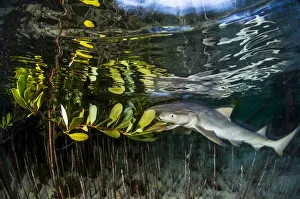 Lemon shark juvenile (Negaprion brevirostris) trying to feed on the leaves of a red Lemon shark juvenile (Negaprion brevirostris) trying to feed on the leaves of a red