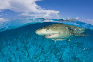 Lemon shark (Negaprion brevirostris) in shallow water at the surface, split level Lemon shark (Negaprion brevirostris) in shallow water at the surface, split level