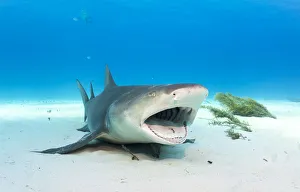 Lemon shark (Negaprion brevirostris) adult resting and allowing a small cleaner wrasse Lemon shark (Negaprion brevirostris) adult resting and allowing a small cleaner wrasse