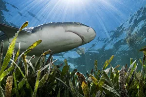 Lemon shark (Negaprion brevirostris) hunting over Turtlegrass (Thalassia testudinum Lemon shark (Negaprion brevirostris) hunting over Turtlegrass (Thalassia testudinum