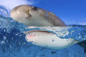 Lemon shark (Negaprion brevirostris) at the surface, split level Lemon shark (Negaprion brevirostris) at the surface, split level