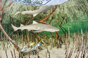 Lemon shark pup (Negaprion brevirostris) in mangrove forest which acts as a nursery Lemon shark pup (Negaprion brevirostris) in mangrove forest which acts as a nursery
